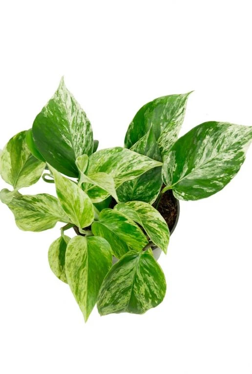 Scindapsus Pinnatum Marble Queen - Epipremnum 4 Scindapsus Pinnatum Marble Queen - Epipremnum - Afbeelding 2