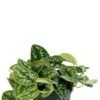 Scindapsus Pictus - Epipremnum -Groen Planten Shop scindapsus pictus plant 1