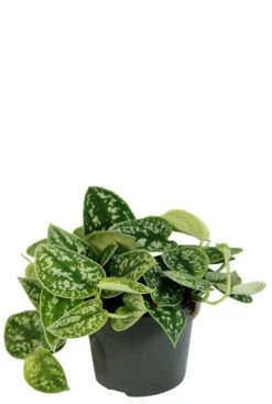 Scindapsus Pictus - Epipremnum