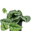Scindapsus Pictus Trebie - Epipremnum -Groen Planten Shop scindapsus pictus trebie