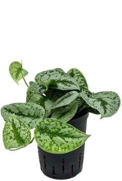 Scindapsus Pictus Trebie - Epipremnum