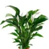 Spathiphyllum Sweet Lauretta - Lepelplant 2 Spathiphyllum Sweet Lauretta - Lepelplant -Groen Planten Shop sp24laua