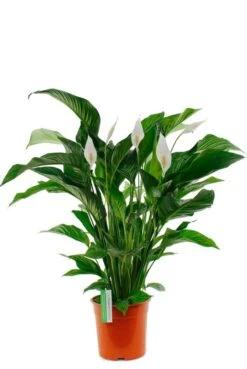 Spathiphyllum Sweet Lauretta - Lepelplant