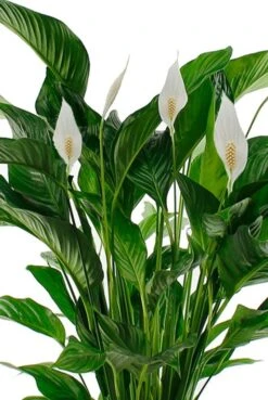 Spathiphyllum Sweet Lauretta - Lepelplant 8 Spathiphyllum Sweet Lauretta - Lepelplant -Groen Planten Shop sp24laua1