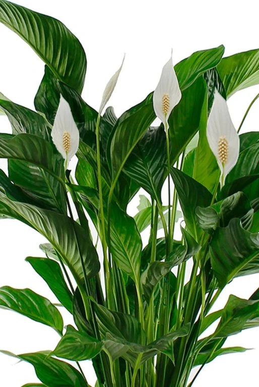 Spathiphyllum Sweet Lauretta - Lepelplant 5 Spathiphyllum Sweet Lauretta - Lepelplant - Afbeelding 3