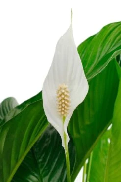 Spathiphyllum Sweet Lauretta - Lepelplant 9 Spathiphyllum Sweet Lauretta - Lepelplant -Groen Planten Shop sp24laua2