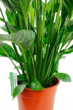 Groen Planten Shop 12 Groen Planten Shop -Groen Planten Shop sp24laua3