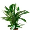 Spathiphyllum Vivaldi - Lepelplant 1 Spathiphyllum Vivaldi - Lepelplant -Groen Planten Shop spathiphyllium kamerplant