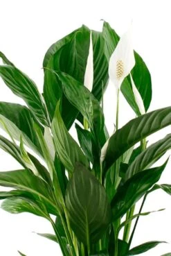 Spathiphyllum Vivaldi - Lepelplant -Groen Planten Shop spathiphyllium lepelplant met groene bladeren