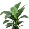 Spathiphyllum Sensation - Lepelplant 1 Spathiphyllum Sensation - Lepelplant -Groen Planten Shop spathiphyllum hydrocultuur kamerplant 1