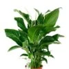 Spathiphyllum Sweet Silvana - Lepelplant 2 Spathiphyllum Sweet Silvana - Lepelplant -Groen Planten Shop spathiphyllum lepelplant kamerplant 1