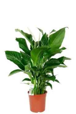 Spathiphyllum Sweet Silvana - Lepelplant