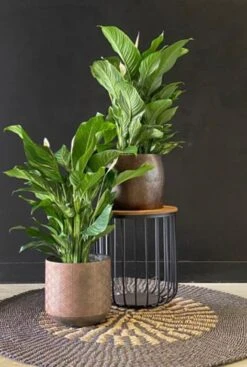 Groen Planten Shop 5 Groen Planten Shop -Groen Planten Shop spathiphyllum lepelplant plant