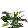 Spathiphyllum 1 Spathiphyllum -Groen Planten Shop spathiphyllum met kunstbloemen