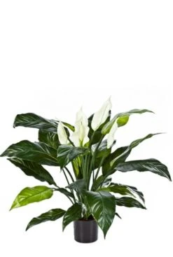 Spathiphyllum