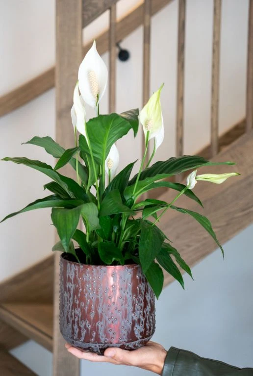 Spathiphyllum Sweet Rocco - Lepelplant 4 Spathiphyllum Sweet Rocco - Lepelplant - Afbeelding 2