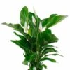Spathiphyllum Bingo - Lepelplant -Groen Planten Shop spathiphyllum plant 1