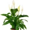 Spathiphyllum Sweet Rocco - Lepelplant 2 Spathiphyllum Sweet Rocco - Lepelplant -Groen Planten Shop spathiphyllum sweet rocco