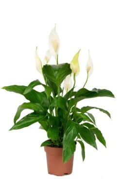 Spathiphyllum Sweet Rocco - Lepelplant