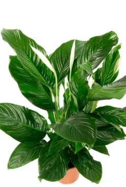 Spathiphyllum Sweet Silvana - Lepelplant -Groen Planten Shop spathiphyllum witte bloem