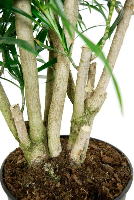 Dracaena Anita - Drakenbloedboom 5 Dracaena Anita - Drakenbloedboom - Afbeelding 3