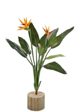 Strelitzia - Paradijsvogelbloem