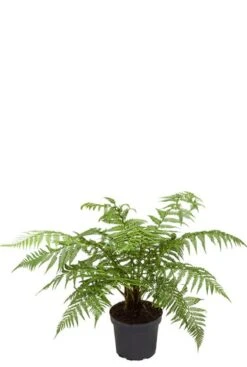 Dicksonia Antartica - Tasmaanse Boomvaren