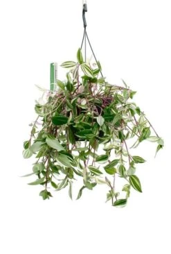 Tradescantia Quadricolor - Vaderplant
