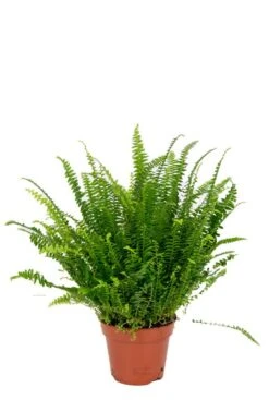 Nephrolepis Green Lady - Krulvaren