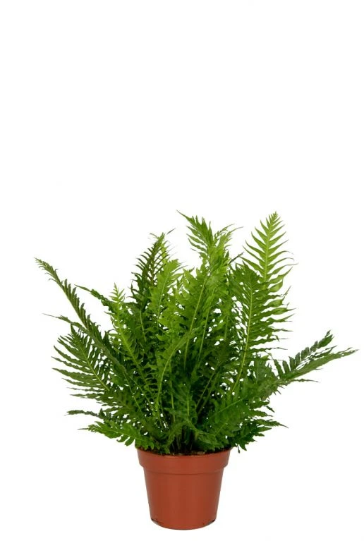 Blechnum Gibbum - Dubbelloofvaren 3 Blechnum Gibbum - Dubbelloofvaren