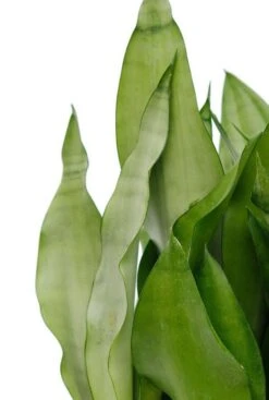 Groen Planten Shop 23 Groen Planten Shop -Groen Planten Shop vrouwentong moonshine