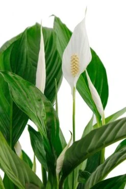 Spathiphyllum Vivaldi - Lepelplant -Groen Planten Shop witte bloem spathiphyllium kamerplant