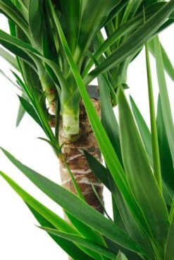 Groen Planten Shop 31 Groen Planten Shop -Groen Planten Shop yuc906030 2 1