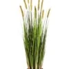 Grasplant Foxtail 2 Grasplant Foxtail -Groen Planten Shop zijdeplant gras