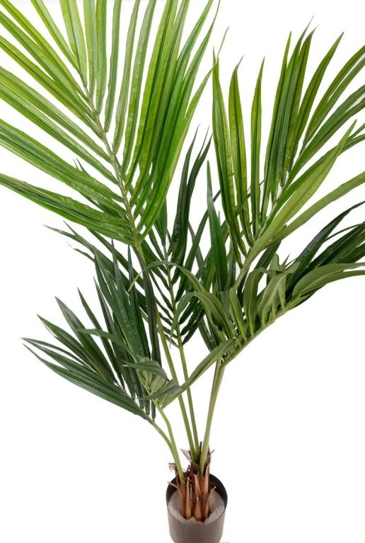 Kentia Palm 4 Kentia Palm - Afbeelding 2