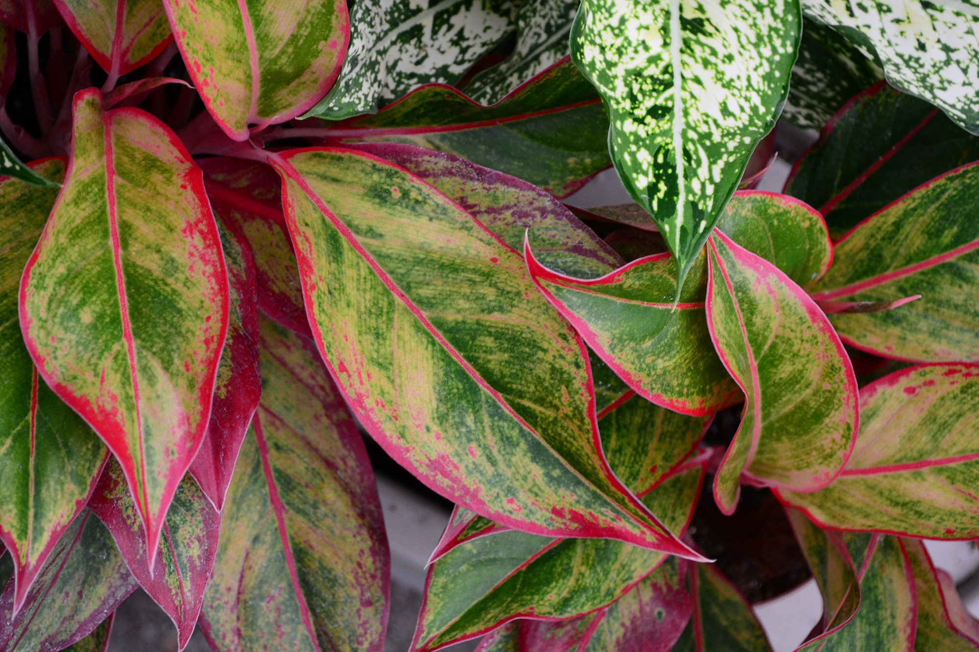 Groen Planten Shop 33 Groen Planten Shop -Groen Planten Shop aglaeonema background